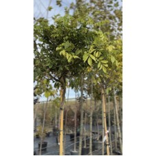 Гліцинія китайська 180 см (сформована)